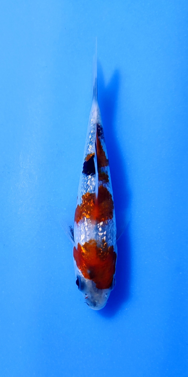 Ikan Koi SHOWA GINRIN 10-13cm, lelang koi SHOWA GINRIN 10-13cm, jual koi SHOWA GINRIN 10-13cm, beli koi SHOWA GINRIN 10-13cm, Lelang Koi Online, Jual Beli Ikan Koi, Pusat Jual Beli Koi, Info Lelang Koi Hari Ini, Platform Jual Beli Koi, Jual Beli Ikan Koi Online, Marketplace Ikan Koi, Jual Koi Terbaik, Tempat Beli Koi Berkualitas, Pasar Ikan Koi Online Terpercaya, Penjual Ikan Koi Terpercaya, Beli Koi Hias Online, Ikan Koi untuk Dijual, Koi Kualitas Terbaik, Toko Online Ikan Koi, Koi Hias Untuk Dijual, Jual Beli Ikan Koi Lokal, Koi Indonesia Online, Pusat Jual Beli Koi Terbesar