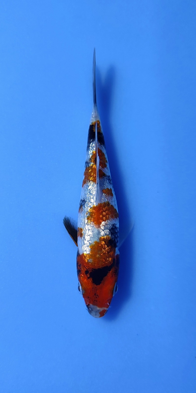 Ikan Koi SHOWA GINRIN 10-13cm, lelang koi SHOWA GINRIN 10-13cm, jual koi SHOWA GINRIN 10-13cm, beli koi SHOWA GINRIN 10-13cm, Lelang Koi Online, Jual Beli Ikan Koi, Pusat Jual Beli Koi, Info Lelang Koi Hari Ini, Platform Jual Beli Koi, Jual Beli Ikan Koi Online, Marketplace Ikan Koi, Jual Koi Terbaik, Tempat Beli Koi Berkualitas, Pasar Ikan Koi Online Terpercaya, Penjual Ikan Koi Terpercaya, Beli Koi Hias Online, Ikan Koi untuk Dijual, Koi Kualitas Terbaik, Toko Online Ikan Koi, Koi Hias Untuk Dijual, Jual Beli Ikan Koi Lokal, Koi Indonesia Online, Pusat Jual Beli Koi Terbesar