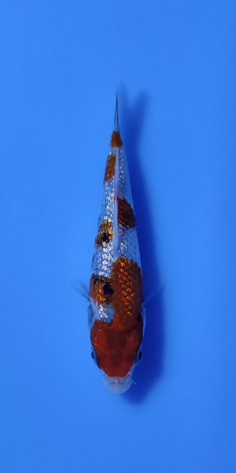 Ikan Koi SHOWA GINRIN 10-13cm, lelang koi SHOWA GINRIN 10-13cm, jual koi SHOWA GINRIN 10-13cm, beli koi SHOWA GINRIN 10-13cm, Lelang Koi Online, Jual Beli Ikan Koi, Pusat Jual Beli Koi, Info Lelang Koi Hari Ini, Platform Jual Beli Koi, Jual Beli Ikan Koi Online, Marketplace Ikan Koi, Jual Koi Terbaik, Tempat Beli Koi Berkualitas, Pasar Ikan Koi Online Terpercaya, Penjual Ikan Koi Terpercaya, Beli Koi Hias Online, Ikan Koi untuk Dijual, Koi Kualitas Terbaik, Toko Online Ikan Koi, Koi Hias Untuk Dijual, Jual Beli Ikan Koi Lokal, Koi Indonesia Online, Pusat Jual Beli Koi Terbesar