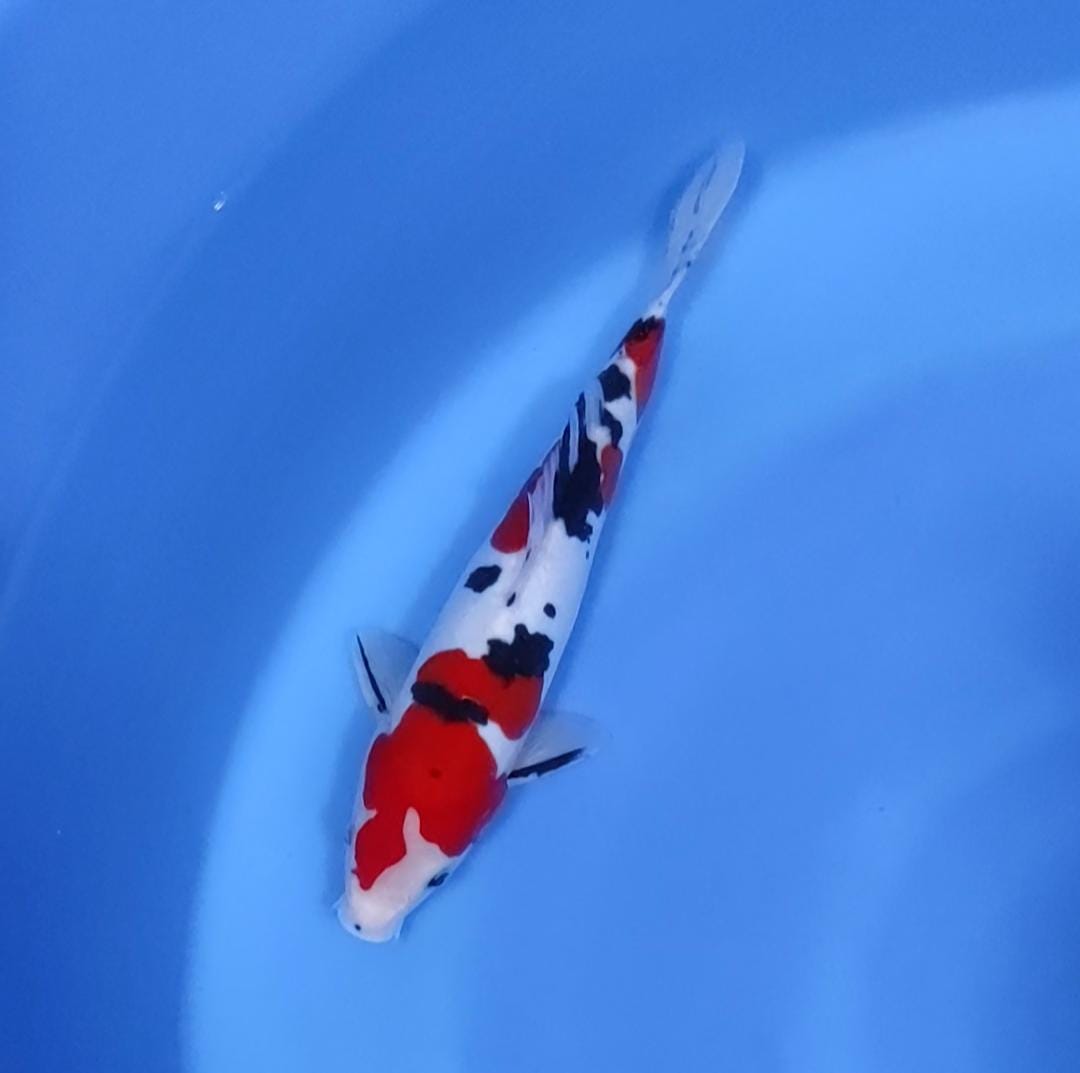 SANKE DOITSU MURNI SUPER HALUS 28cm