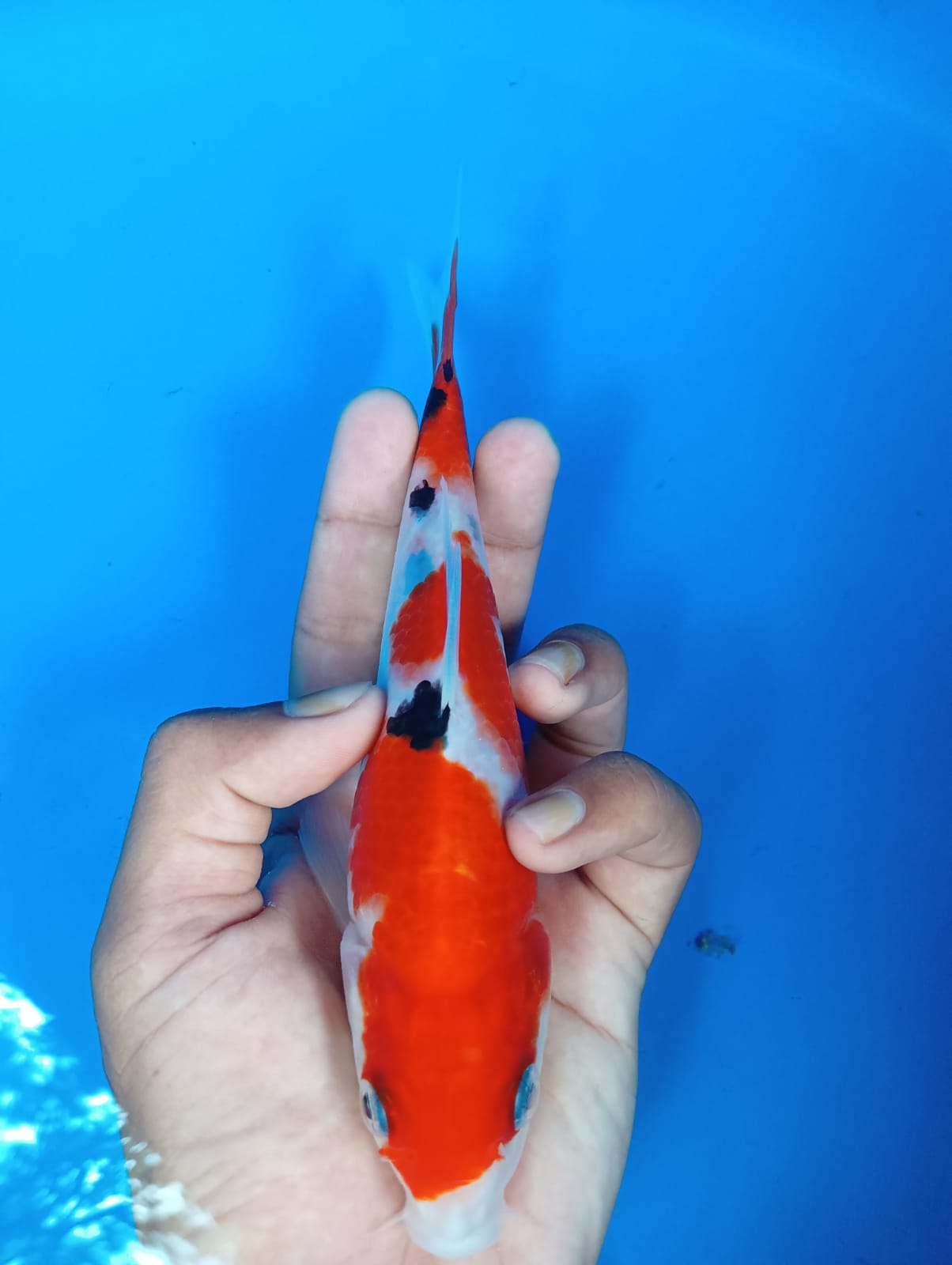 SANKE 20cm