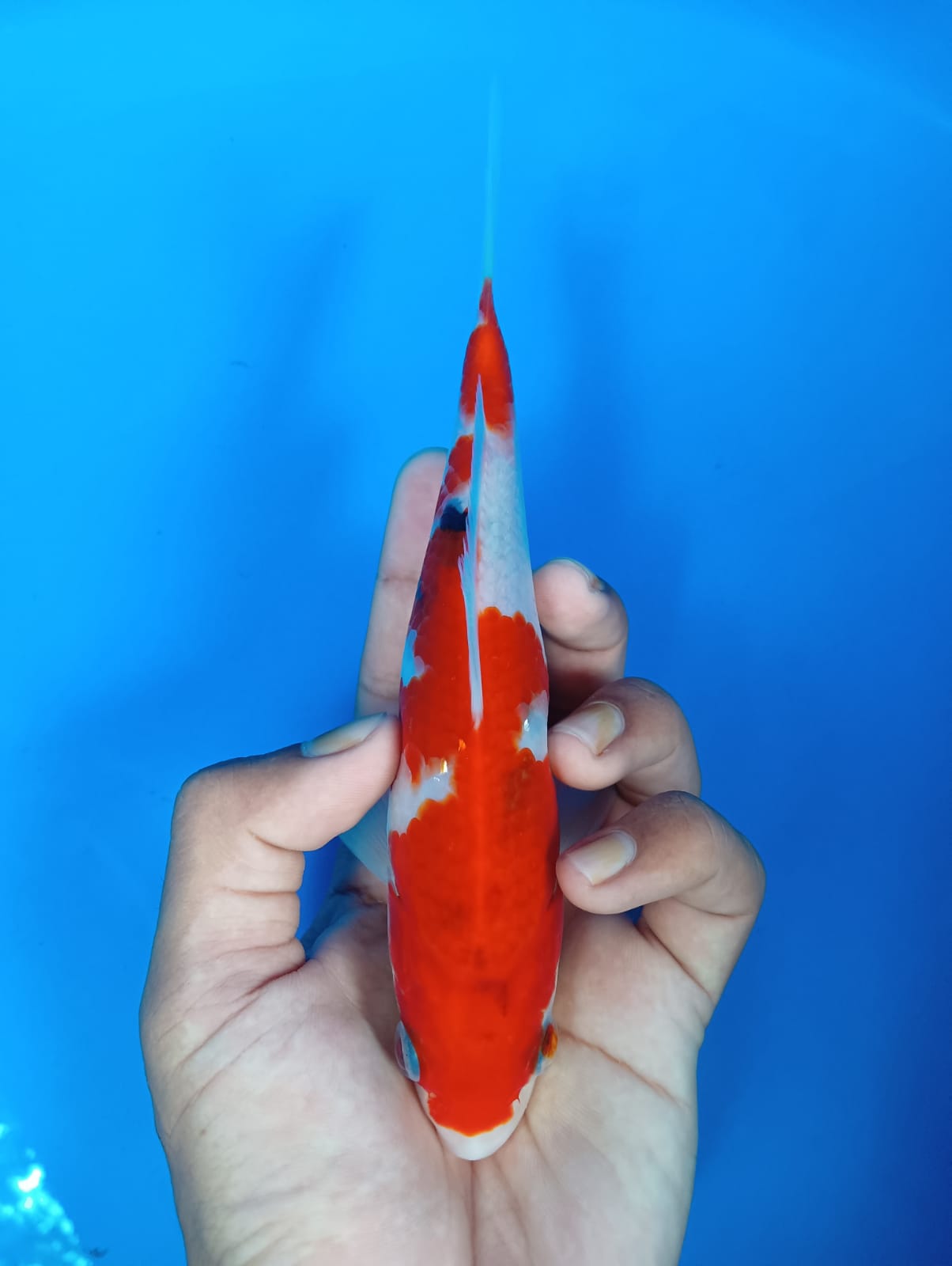SANKE 20cm