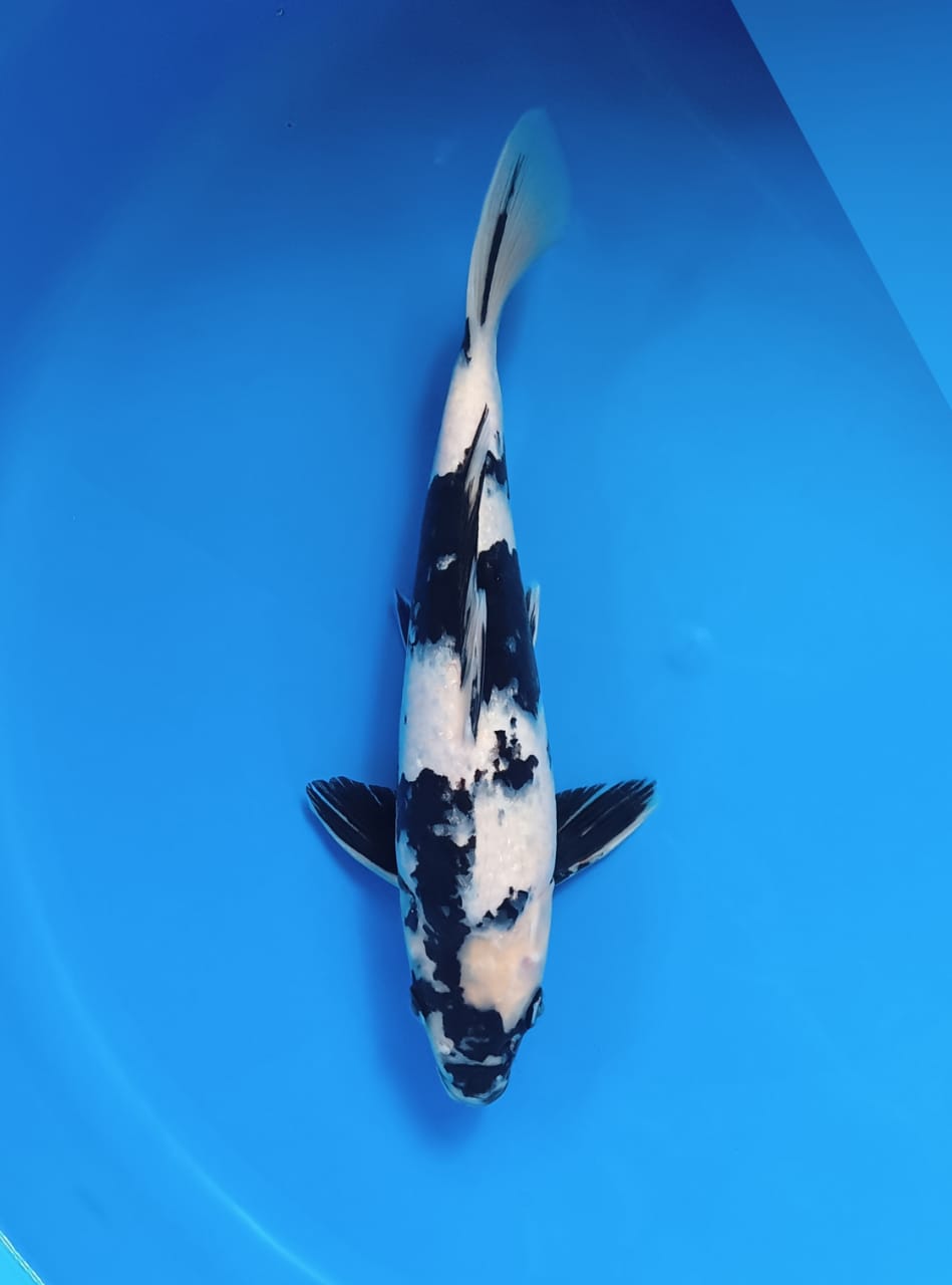 SHIRO UTSURI 29cm