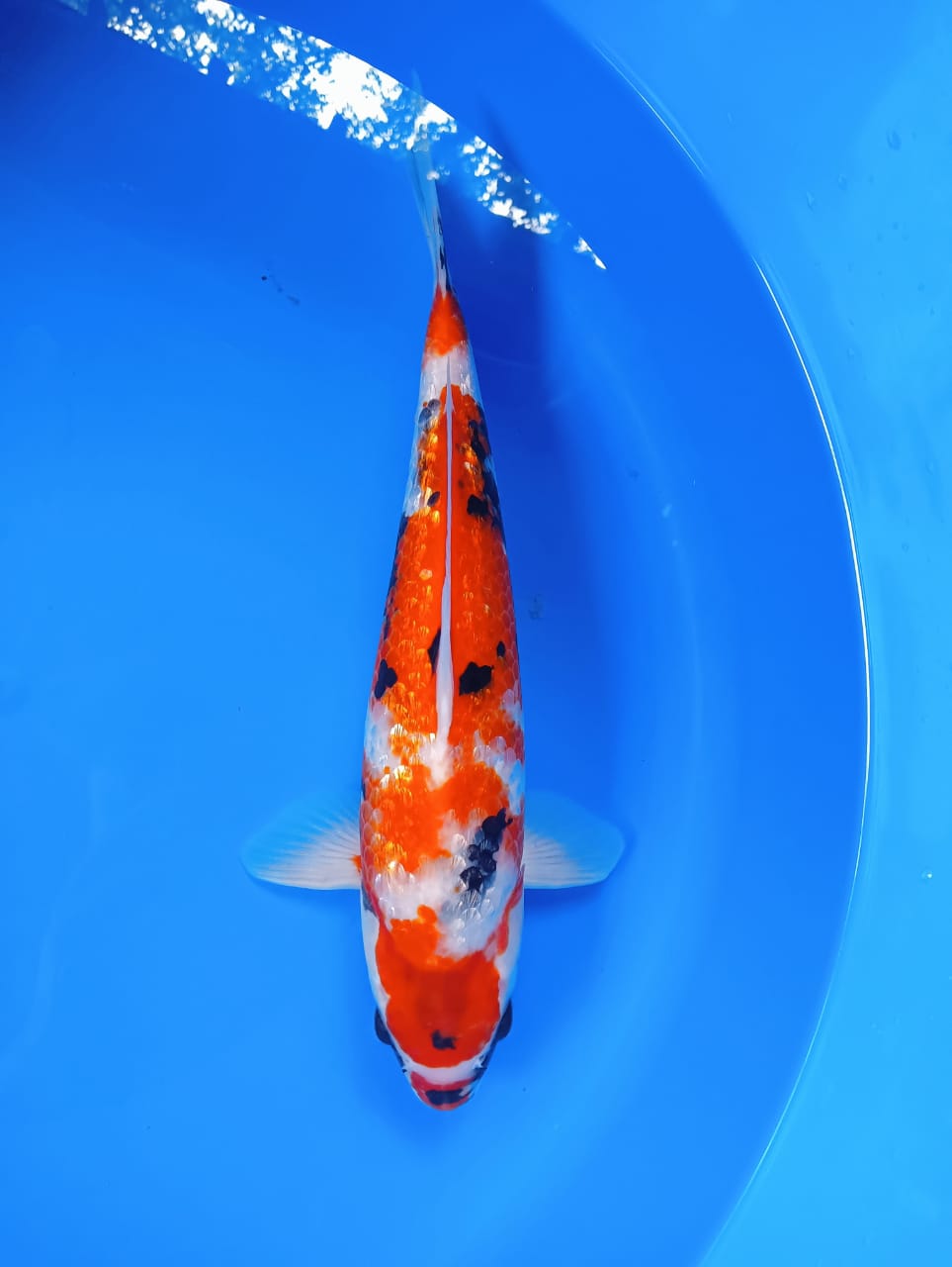 SHOWA GINRIN 31cm