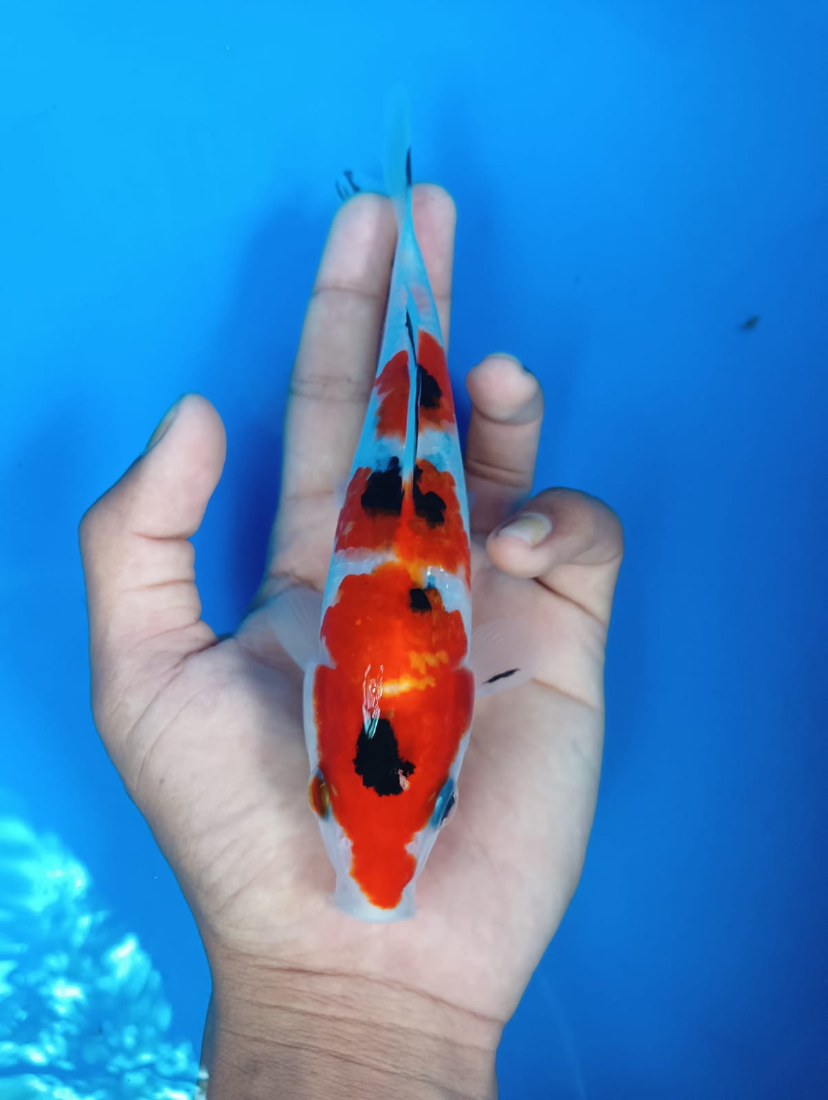 SANKE 20cm