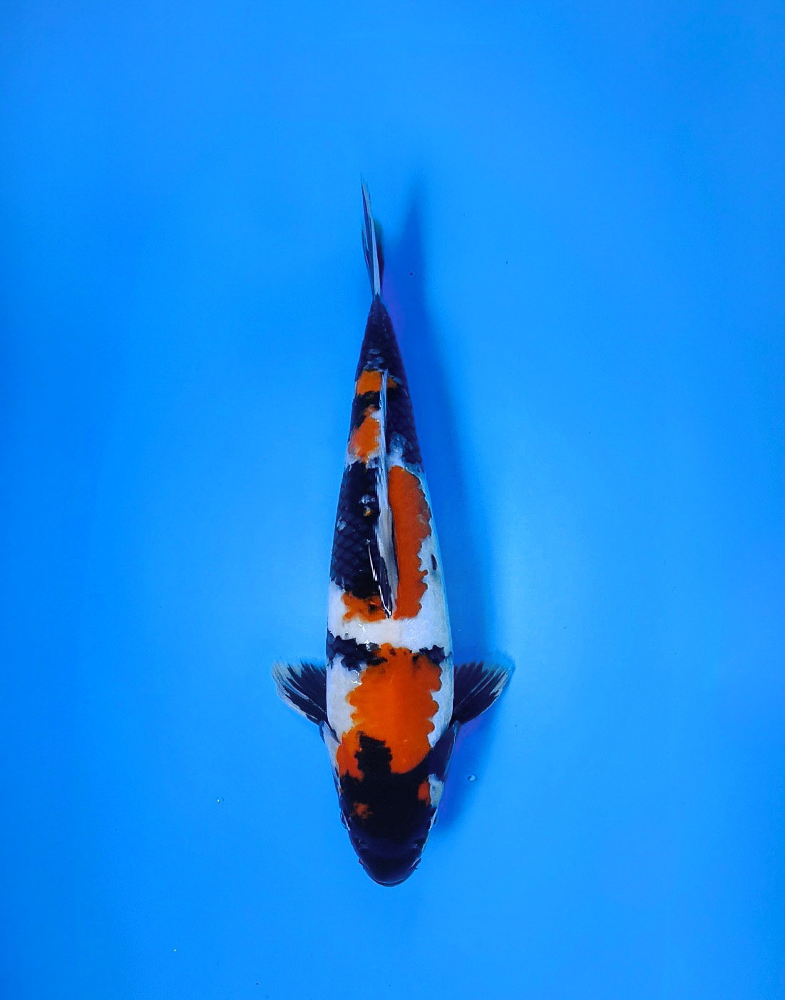 SHOWA MALE 35cm
