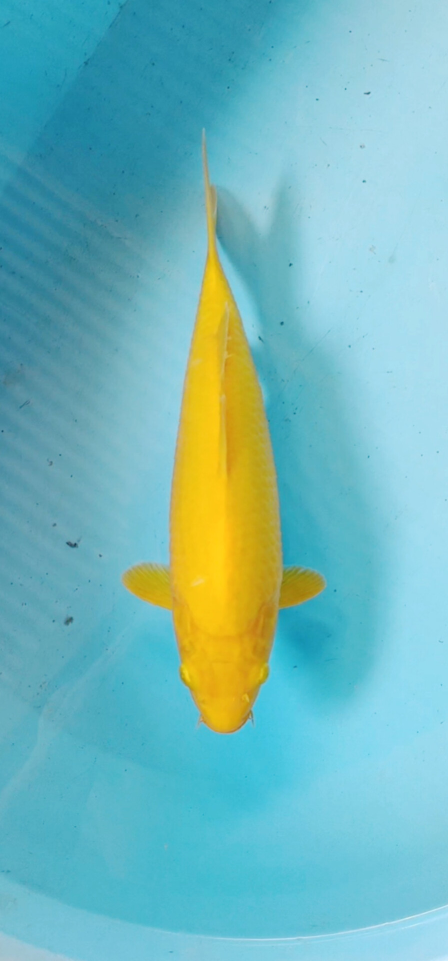 KARASI 30cm