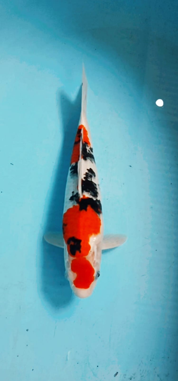 SANKE 37cm