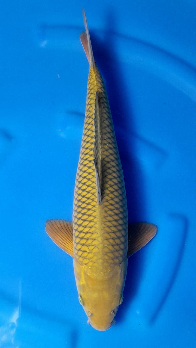 Ikan Koi CHAGOI HIJAU 43cm, lelang koi CHAGOI HIJAU 43cm, jual koi CHAGOI HIJAU 43cm, beli koi CHAGOI HIJAU 43cm, Lelang Koi Online, Jual Beli Ikan Koi, Pusat Jual Beli Koi, Info Lelang Koi Hari Ini, Platform Jual Beli Koi, Jual Beli Ikan Koi Online, Marketplace Ikan Koi, Jual Koi Terbaik, Tempat Beli Koi Berkualitas, Pasar Ikan Koi Online Terpercaya, Penjual Ikan Koi Terpercaya, Beli Koi Hias Online, Ikan Koi untuk Dijual, Koi Kualitas Terbaik, Toko Online Ikan Koi, Koi Hias Untuk Dijual, Jual Beli Ikan Koi Lokal, Koi Indonesia Online, Pusat Jual Beli Koi Terbesar