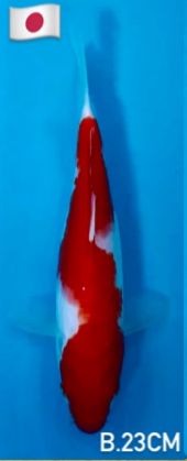 SAKAI LTD KOHAKU 23cm