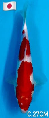 SAKAI LTD KOHAKU 27cm