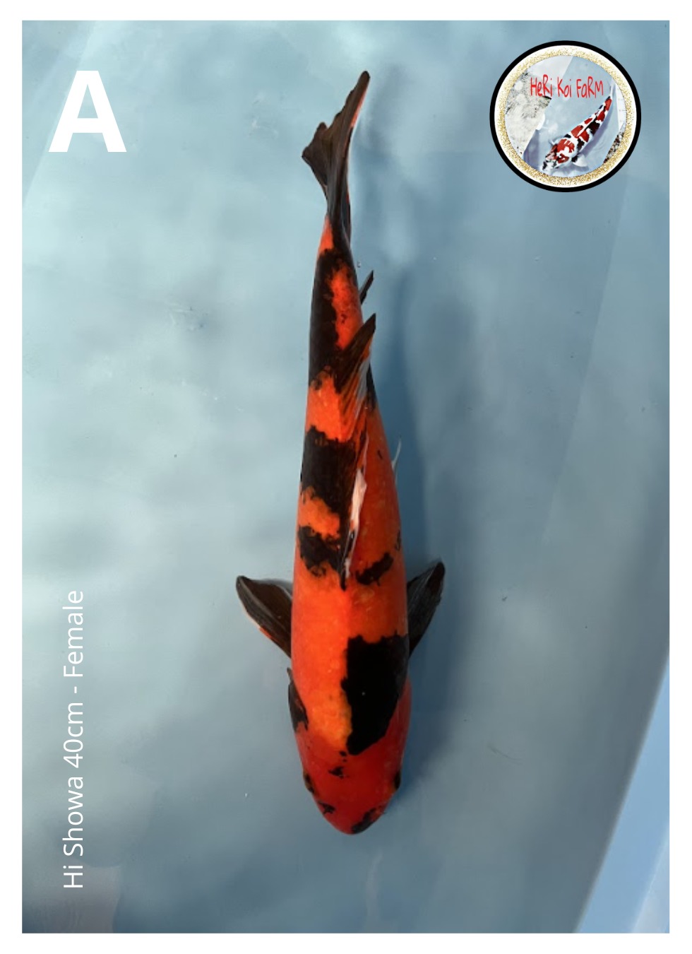 HI SHOWA 40cm