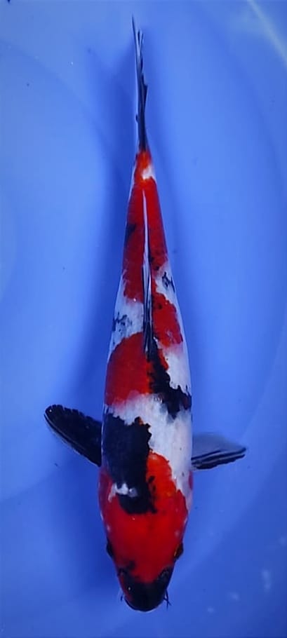 SHOWA SANSHOKU STRONG 30cm