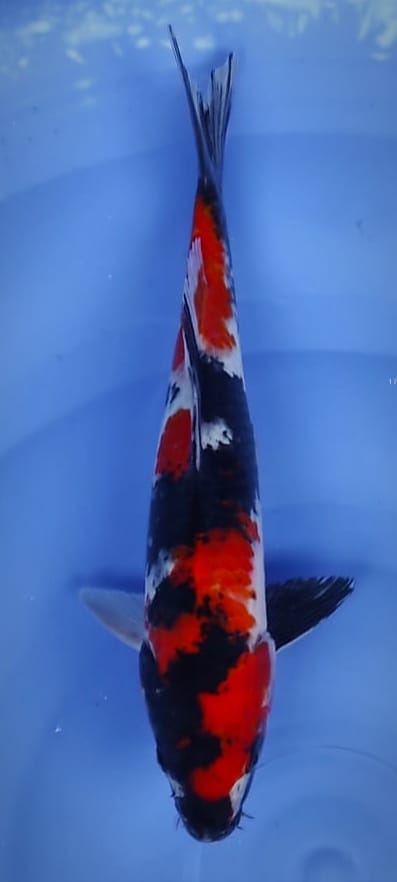 SHOWA MENWARE STRONG 31cm