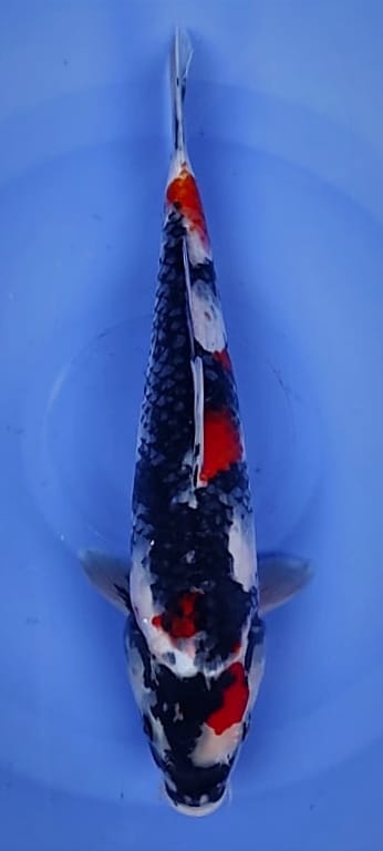 SHOWA MARUTEN KINDAY 30cm
