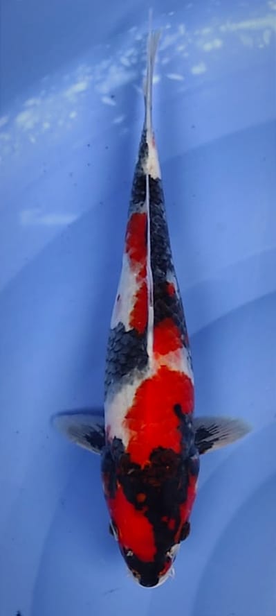 SHOWA SANSHOKU STRONG 29cm
