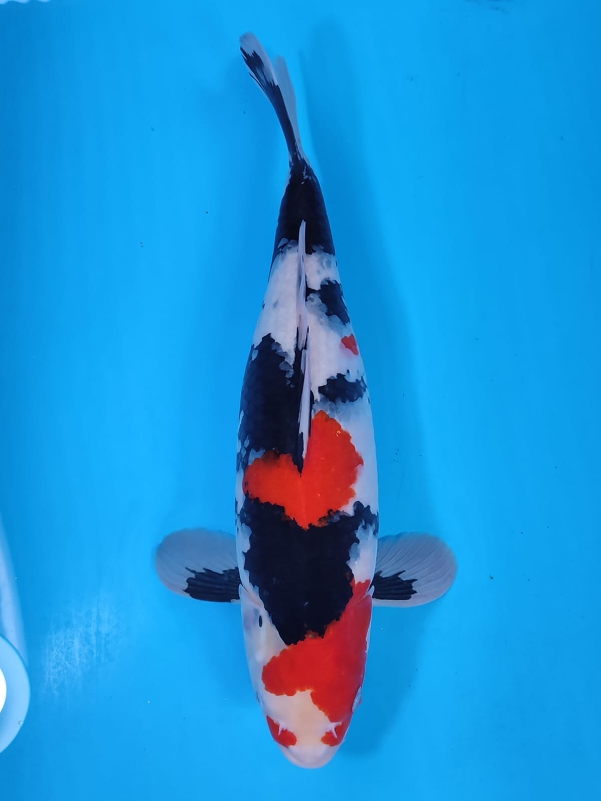 SHOWA BODY BADAK 45cm