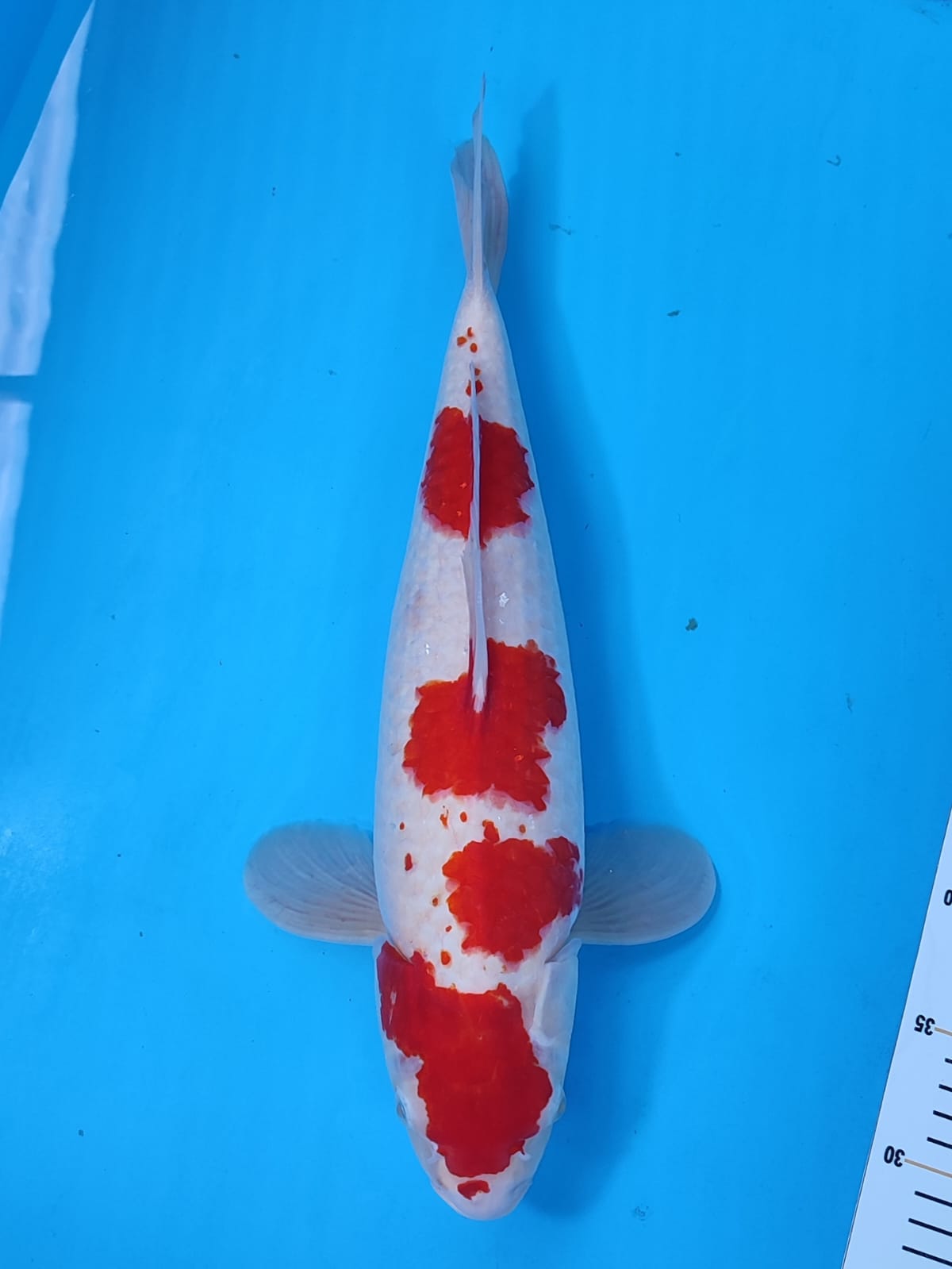 KOHAKU BAKAT JUMBO 45cm
