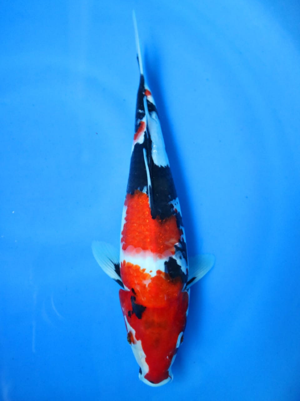 SHOWA SHANSOKU 32cm