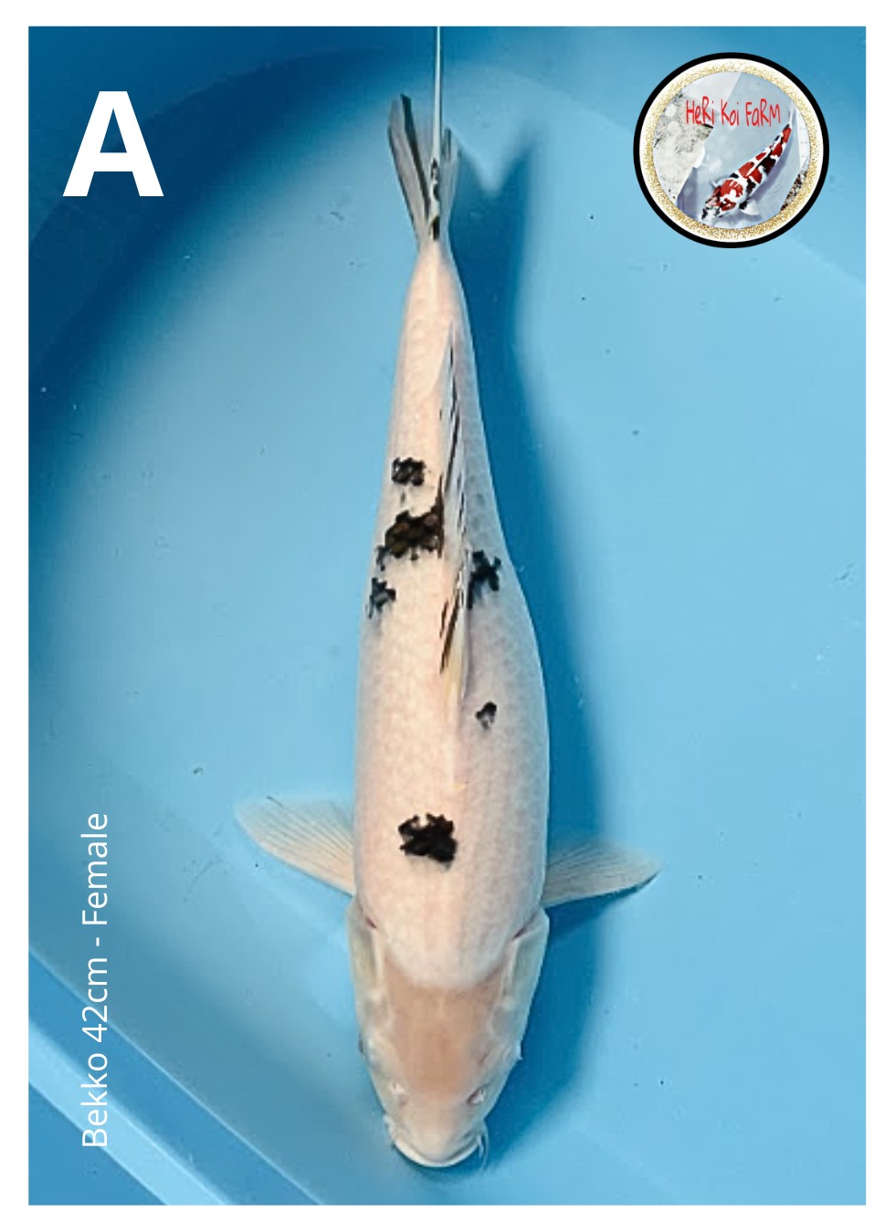 BEKKO 42cm