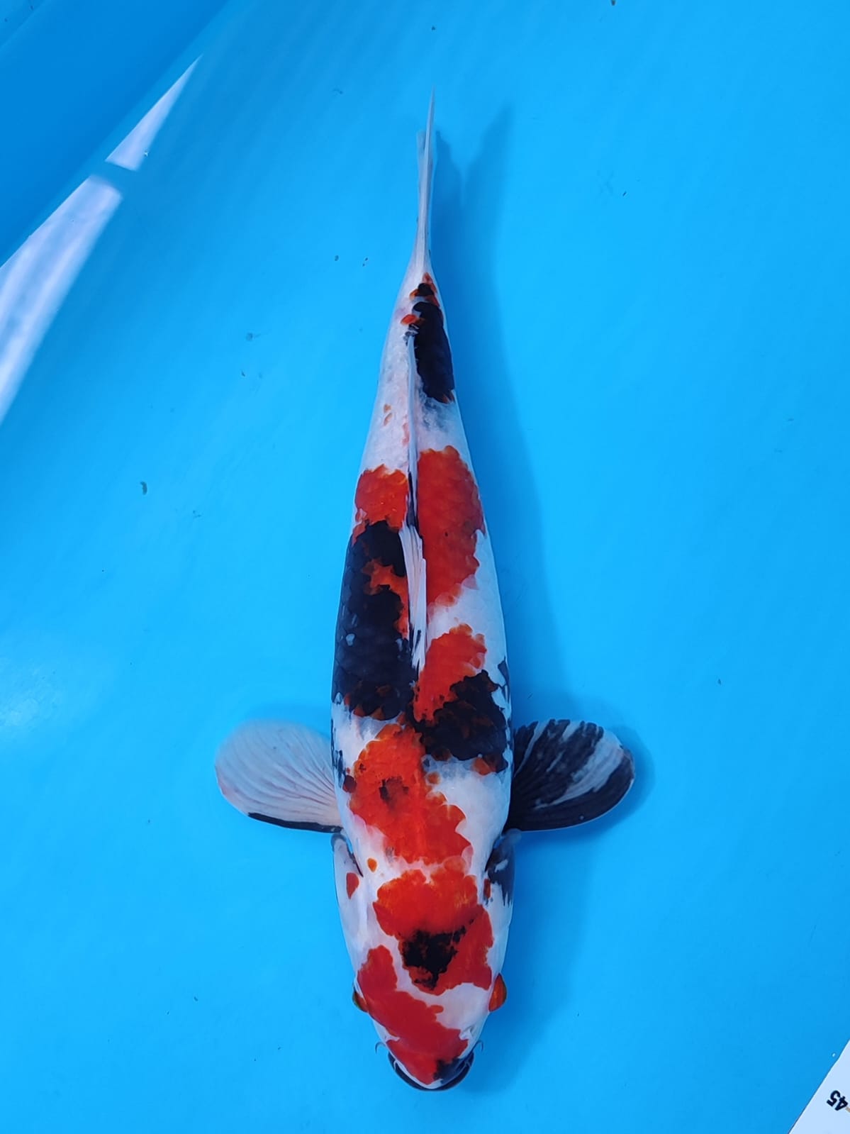 SHOWA BAKAT JUMBO 40cm