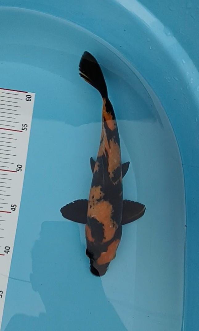 Ikan Koi KI UTSURI BAHAN KEP 25cm, lelang koi KI UTSURI BAHAN KEP 25cm, jual koi KI UTSURI BAHAN KEP 25cm, beli koi KI UTSURI BAHAN KEP 25cm, Lelang Koi Online, Jual Beli Ikan Koi, Pusat Jual Beli Koi, Info Lelang Koi Hari Ini, Platform Jual Beli Koi, Jual Beli Ikan Koi Online, Marketplace Ikan Koi, Jual Koi Terbaik, Tempat Beli Koi Berkualitas, Pasar Ikan Koi Online Terpercaya, Penjual Ikan Koi Terpercaya, Beli Koi Hias Online, Ikan Koi untuk Dijual, Koi Kualitas Terbaik, Toko Online Ikan Koi, Koi Hias Untuk Dijual, Jual Beli Ikan Koi Lokal, Koi Indonesia Online, Pusat Jual Beli Koi Terbesar
