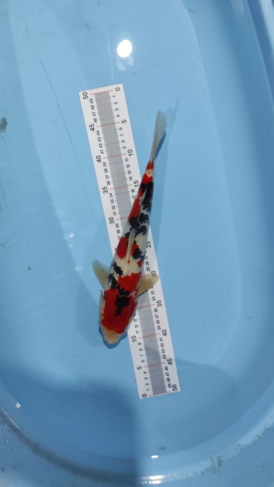 THAISO SANSOKU MERAH STRONG 35cm