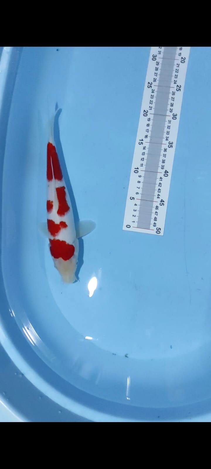 KOHAKU ISTIMEWA 30cm
