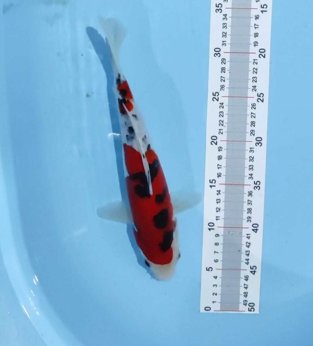 SANKE STUBOSUMI SUPER HALUS 30cm