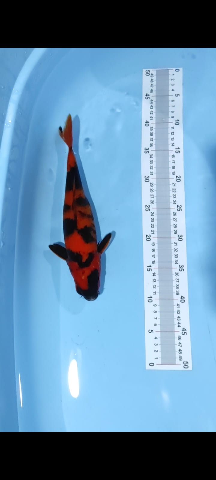 HI UTSURI PATERN JOOSS 31cm