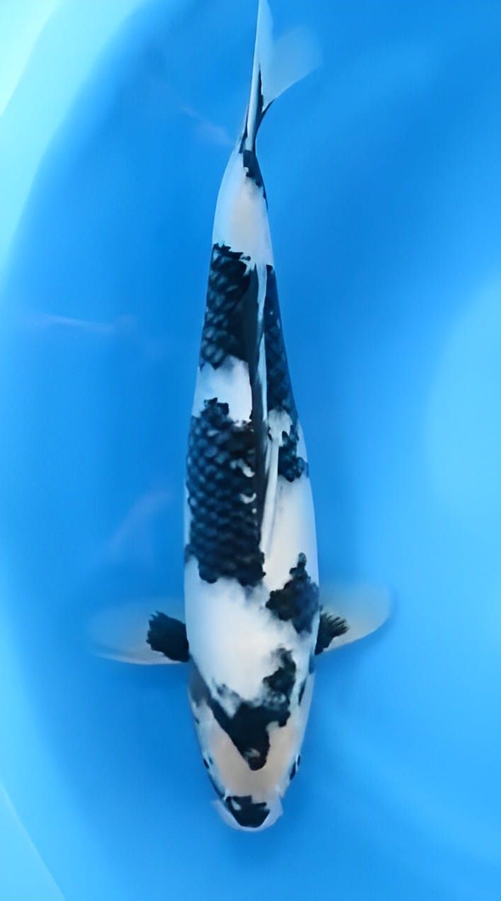 Ikan Koi SHIRO UTSURI 54cm, lelang koi SHIRO UTSURI 54cm, jual koi SHIRO UTSURI 54cm, beli koi SHIRO UTSURI 54cm, Lelang Koi Online, Jual Beli Ikan Koi, Pusat Jual Beli Koi, Info Lelang Koi Hari Ini, Platform Jual Beli Koi, Jual Beli Ikan Koi Online, Marketplace Ikan Koi, Jual Koi Terbaik, Tempat Beli Koi Berkualitas, Pasar Ikan Koi Online Terpercaya, Penjual Ikan Koi Terpercaya, Beli Koi Hias Online, Ikan Koi untuk Dijual, Koi Kualitas Terbaik, Toko Online Ikan Koi, Koi Hias Untuk Dijual, Jual Beli Ikan Koi Lokal, Koi Indonesia Online, Pusat Jual Beli Koi Terbesar