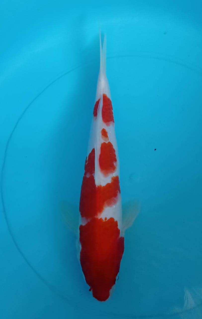 KOHAKU 27cm