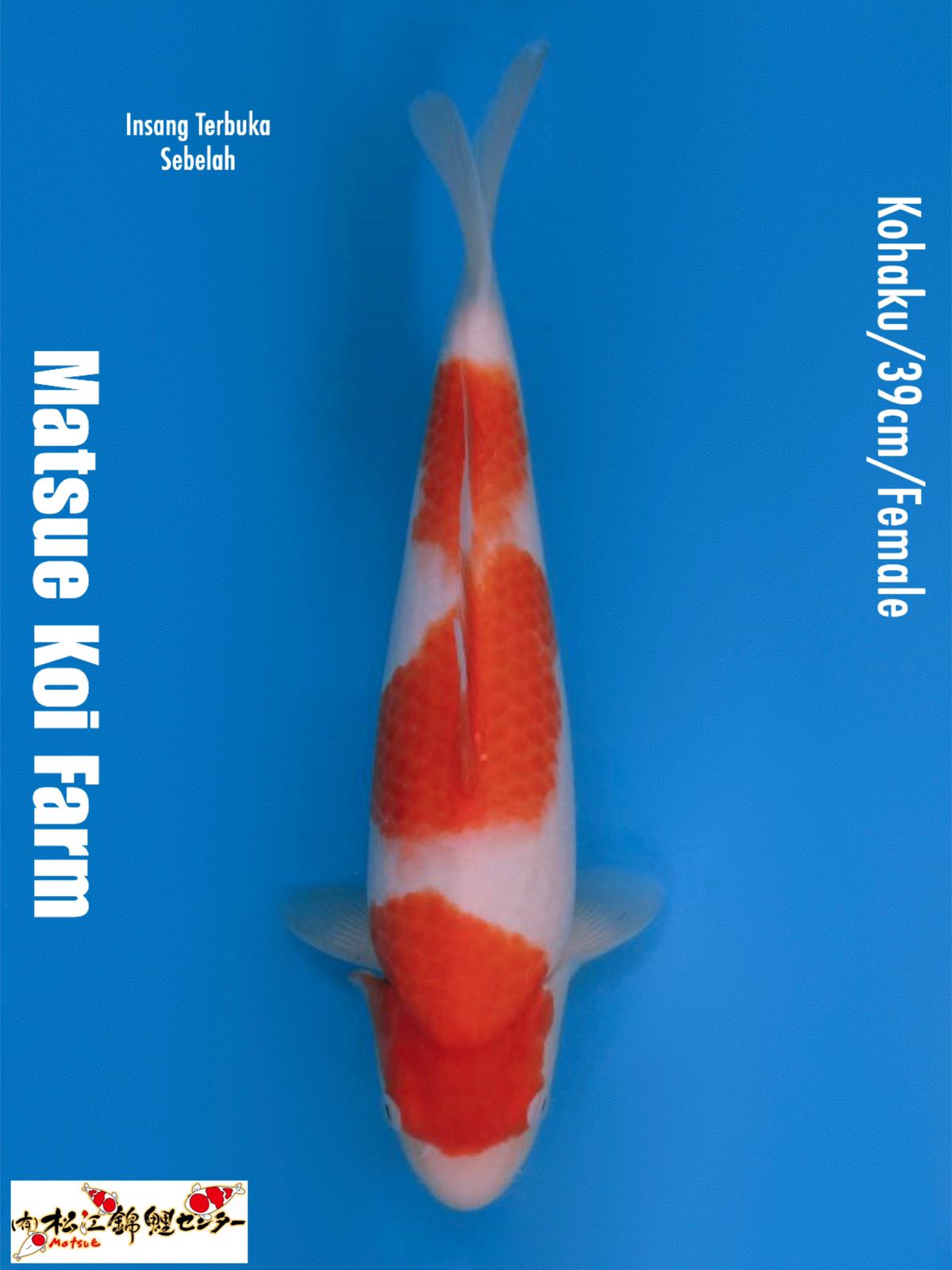 KOHAKU 39cm FEMALE IMPORT MATSUE FARM