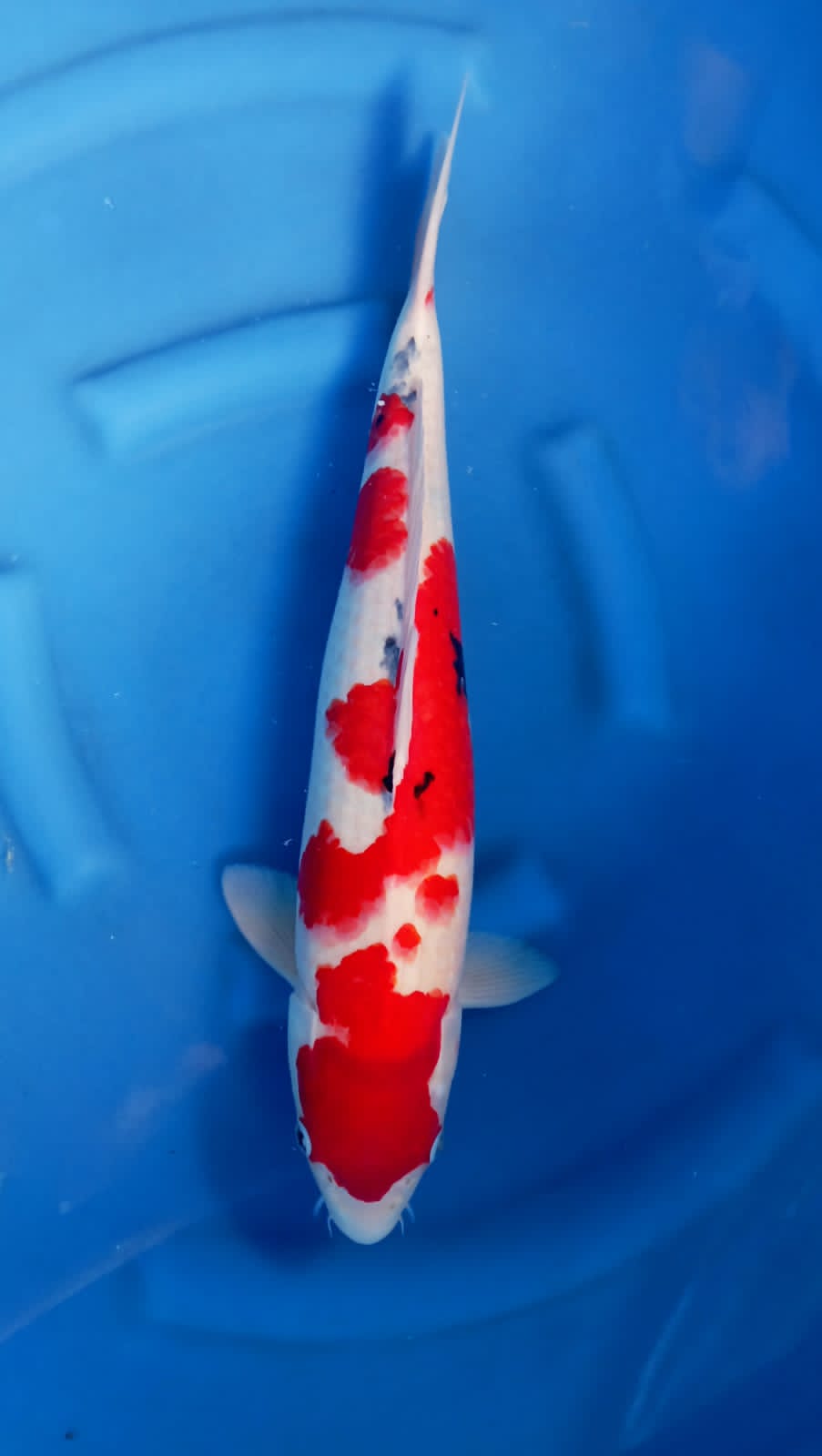 SANKE 49cm