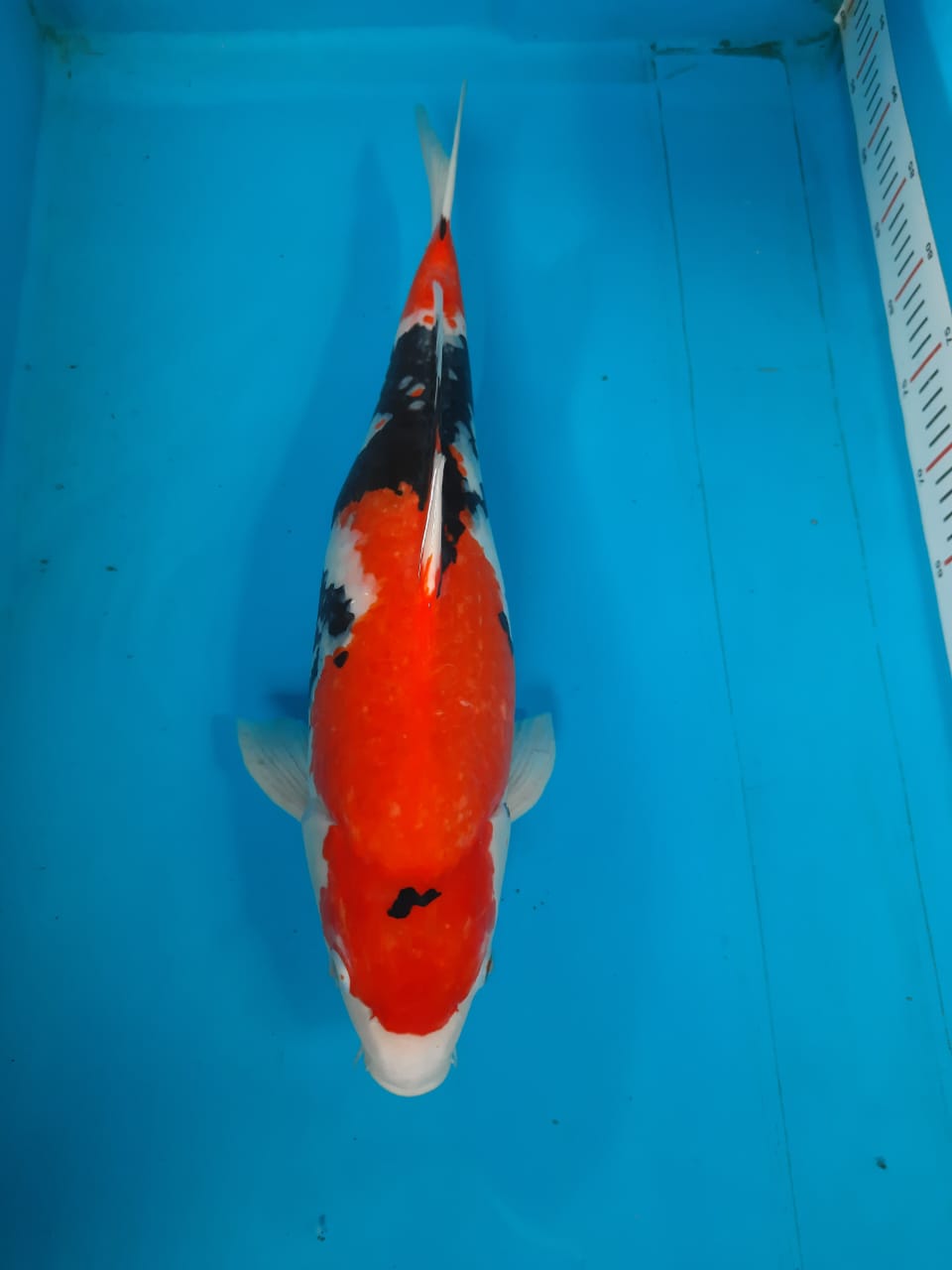 SHOWA 47cm
