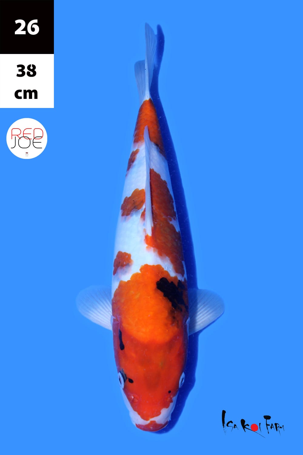 Lelang Koi Online, Jual Beli Ikan Koi, Pusat Jual Beli Koi, Info Lelang Koi Hari Ini, Platform Jual Beli Koi, Jual Beli Ikan Koi Online, Marketplace Ikan Koi, Jual Koi Terbaik, Tempat Beli Koi Berkualitas, Pasar Ikan Koi Online Terpercaya, Penjual Ikan Koi Terpercaya, Beli Koi Hias Online, Ikan Koi untuk Dijual, Koi Kualitas Terbaik, Toko Online Ikan Koi, Koi Hias Untuk Dijual, Jual Beli Ikan Koi Lokal, Koi Indonesia Online, Pusat Jual Beli Koi Terbesar