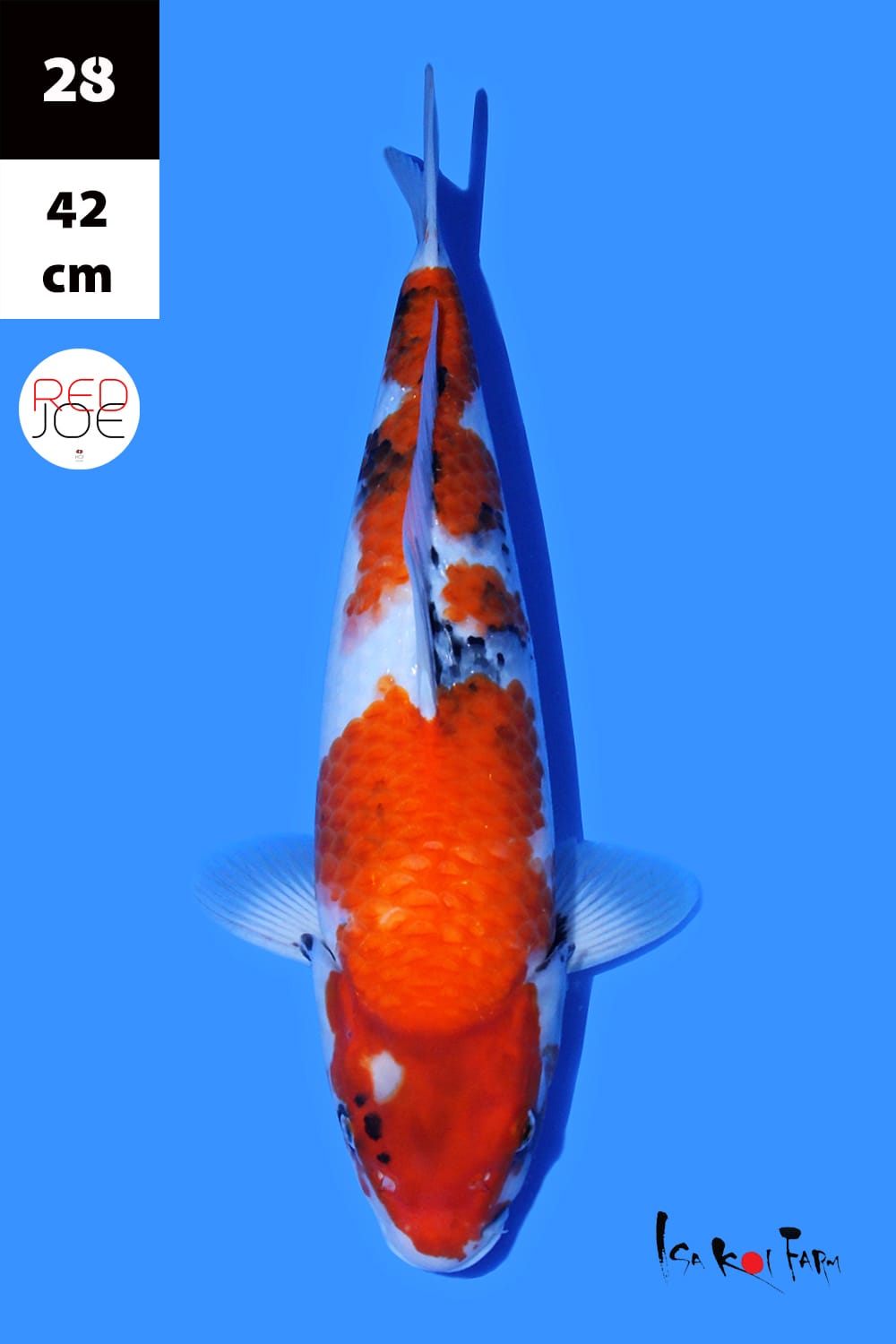 Lelang Koi Online, Jual Beli Ikan Koi, Pusat Jual Beli Koi, Info Lelang Koi Hari Ini, Platform Jual Beli Koi, Jual Beli Ikan Koi Online, Marketplace Ikan Koi, Jual Koi Terbaik, Tempat Beli Koi Berkualitas, Pasar Ikan Koi Online Terpercaya, Penjual Ikan Koi Terpercaya, Beli Koi Hias Online, Ikan Koi untuk Dijual, Koi Kualitas Terbaik, Toko Online Ikan Koi, Koi Hias Untuk Dijual, Jual Beli Ikan Koi Lokal, Koi Indonesia Online, Pusat Jual Beli Koi Terbesar