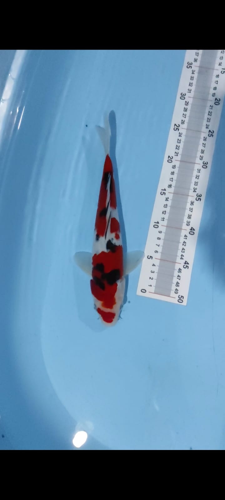 SANKE MERAH STRONG 30cm