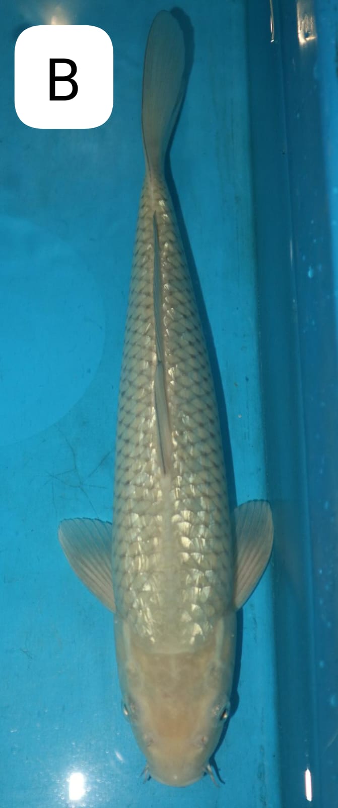 SORAGOI 33cm