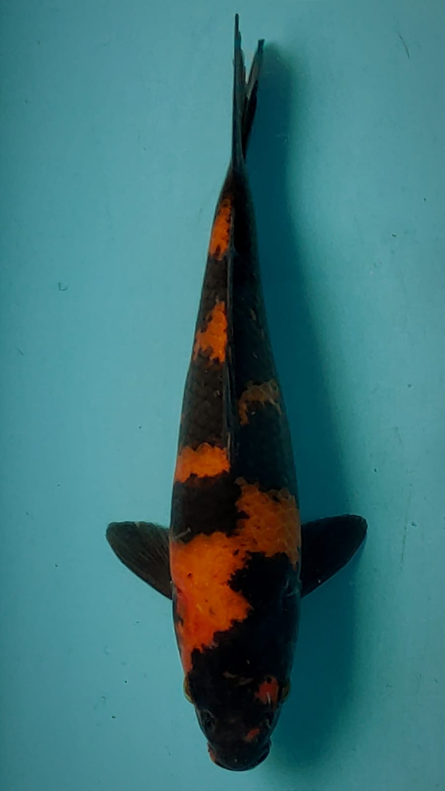 HI UTSURI 28cm