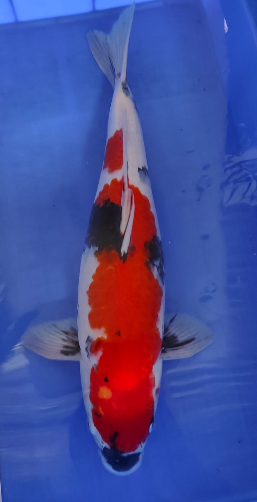 SHOWA ISA FARM 52cm