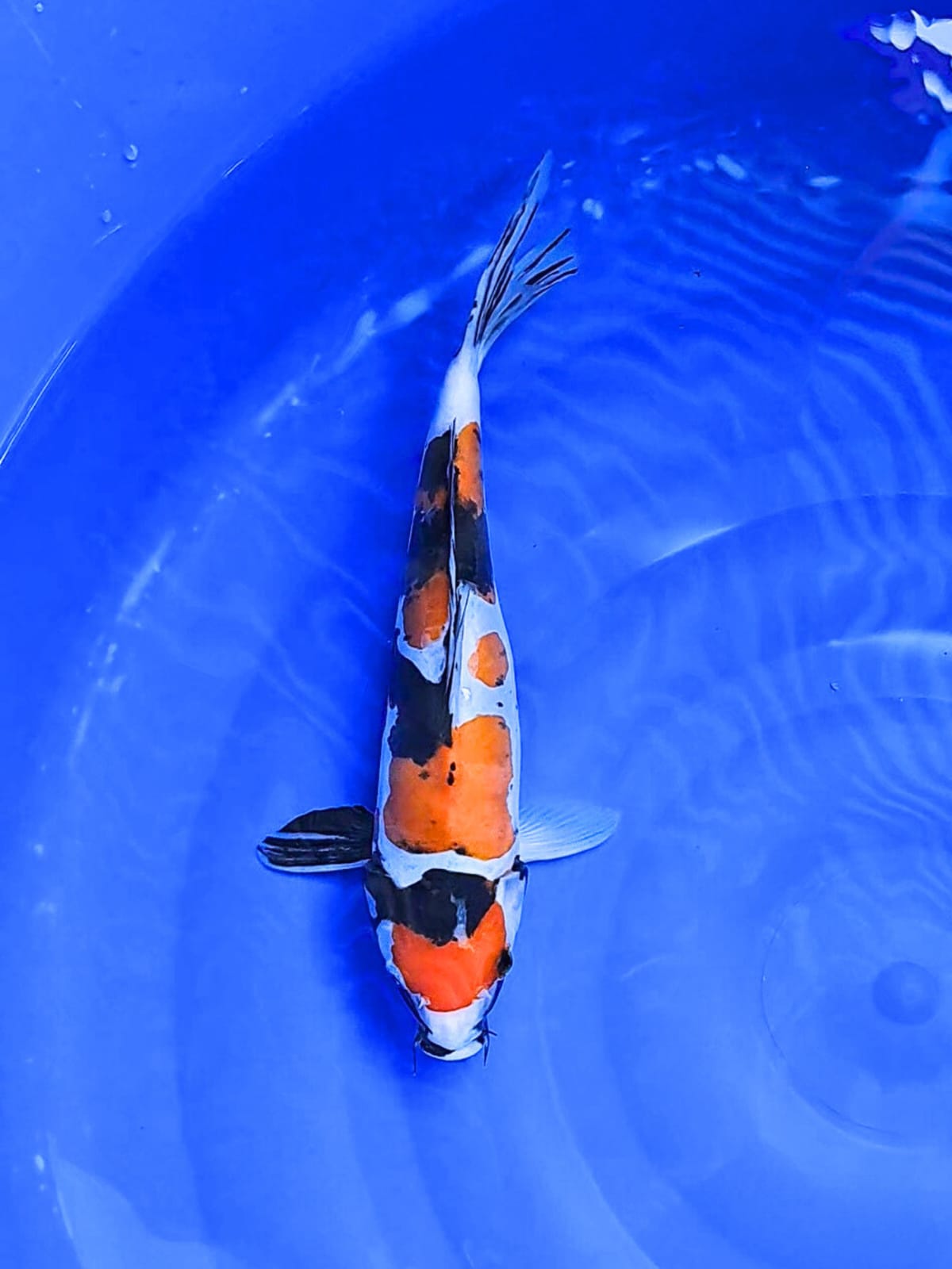 SHOA DOITSU 32cm