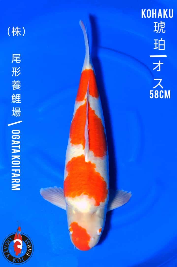 KOHAKU IMPORT OGATA 58cm