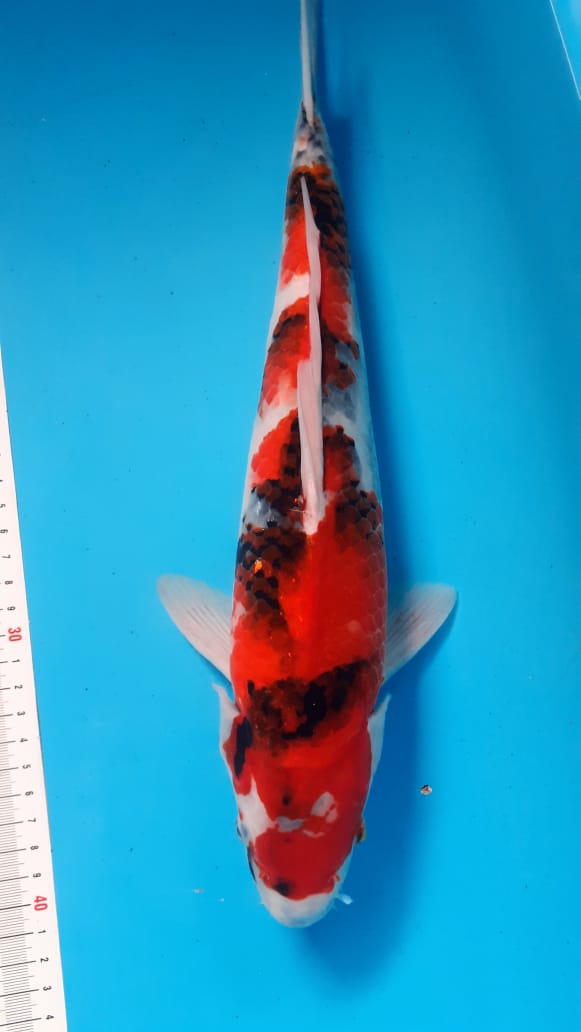SHOWA TATEGOI 37cm