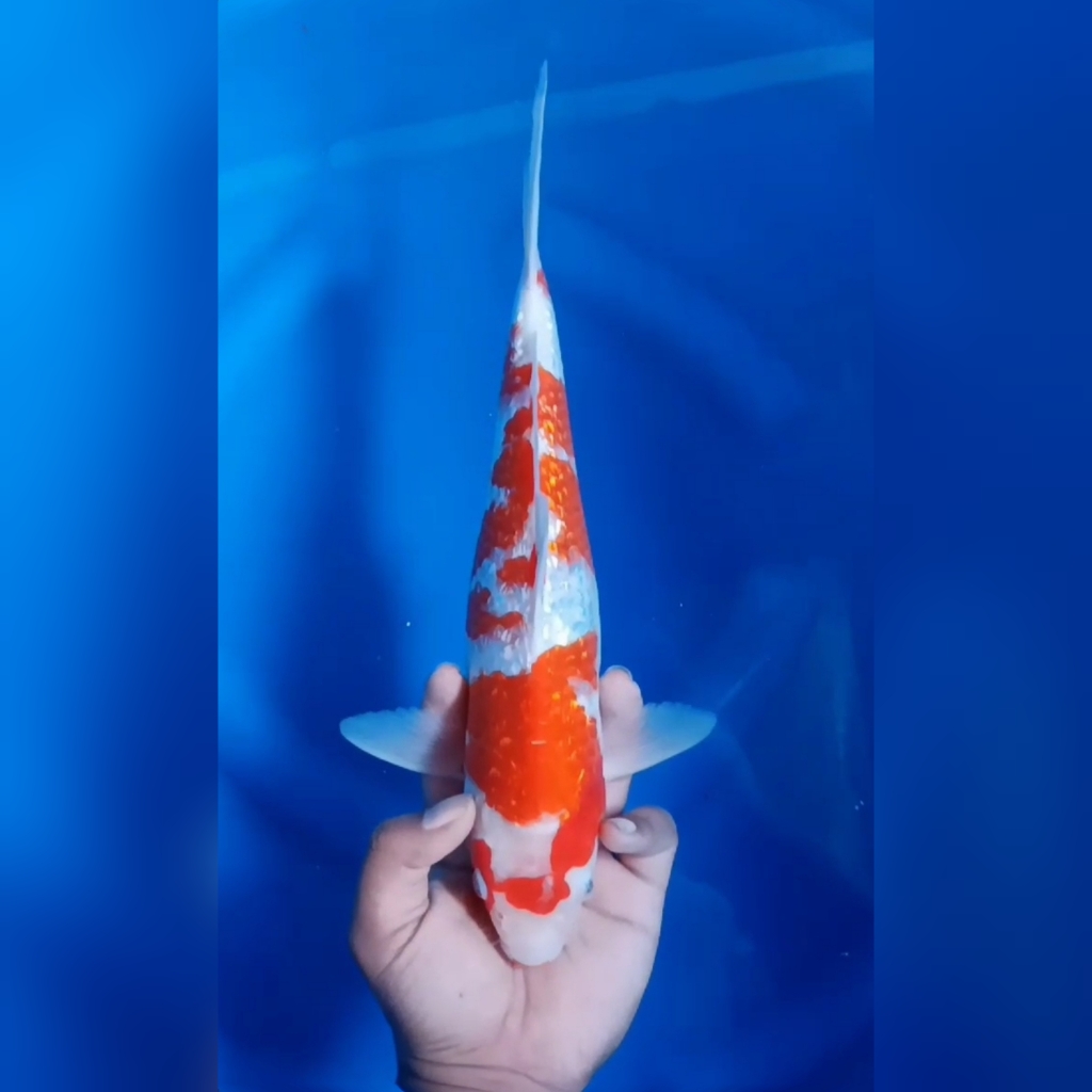 KOHAKU GINRIN 33cm
