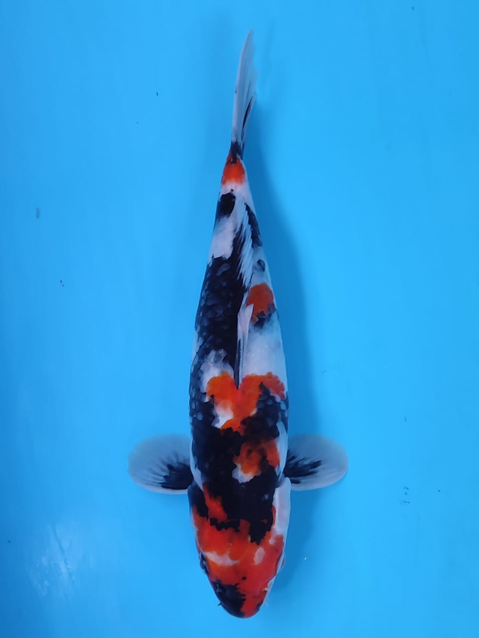 SHOWA BAKAT JUMBO 32cm