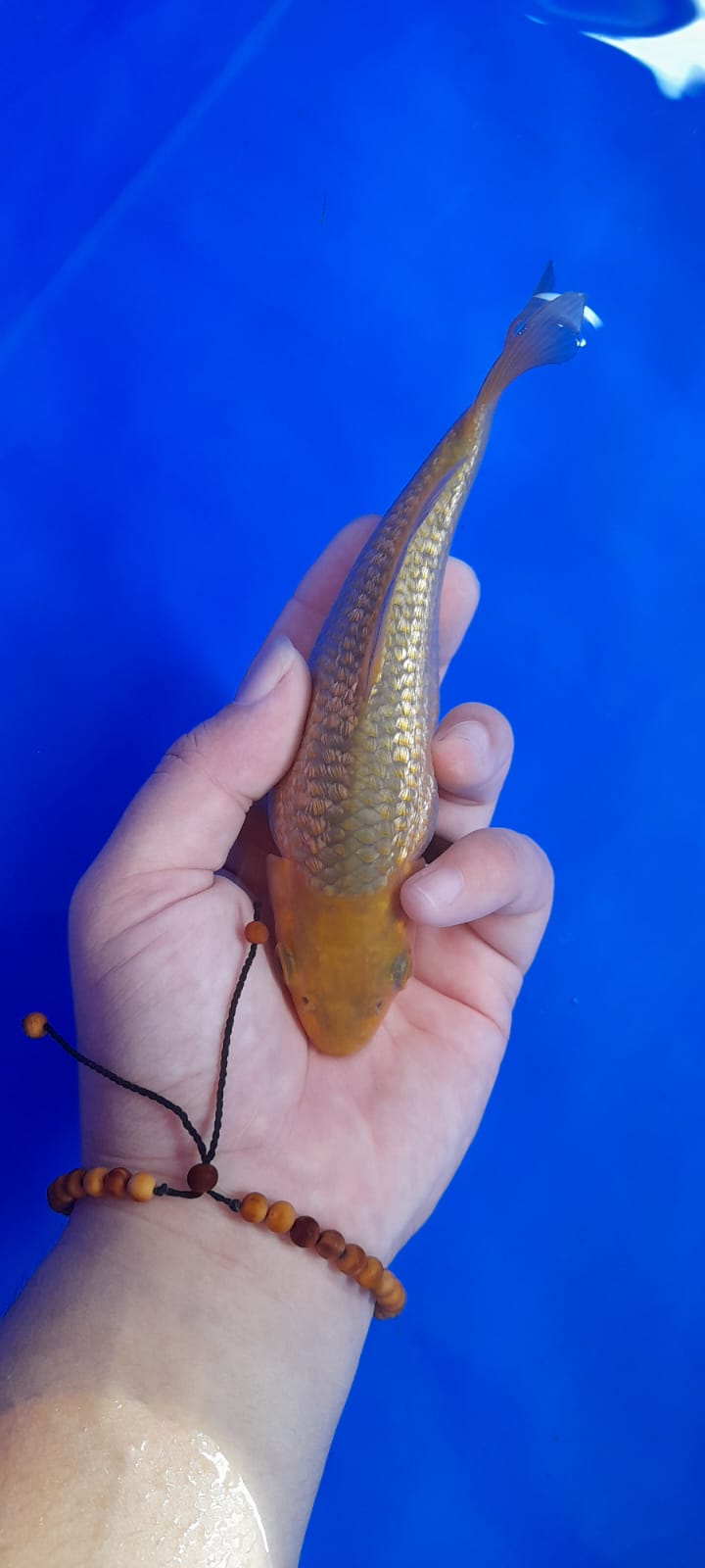 MIDORI SEMI SB 15cm