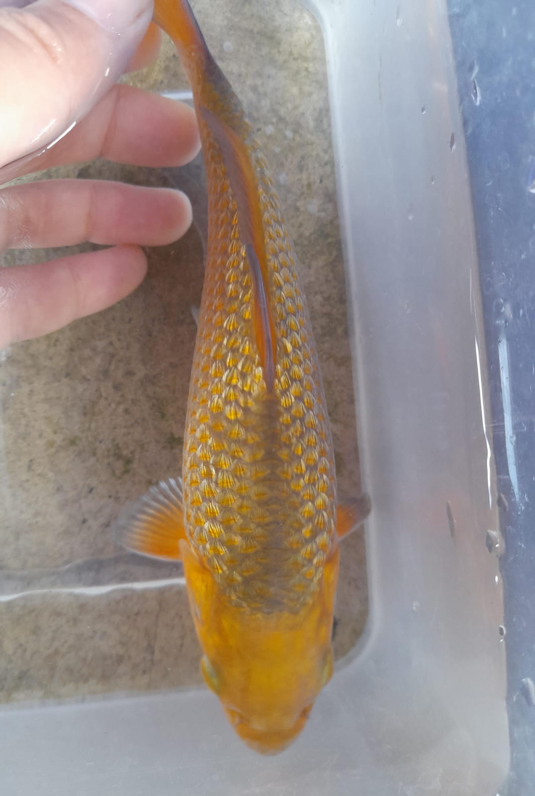 CARAMEL GINDRIN 17cm