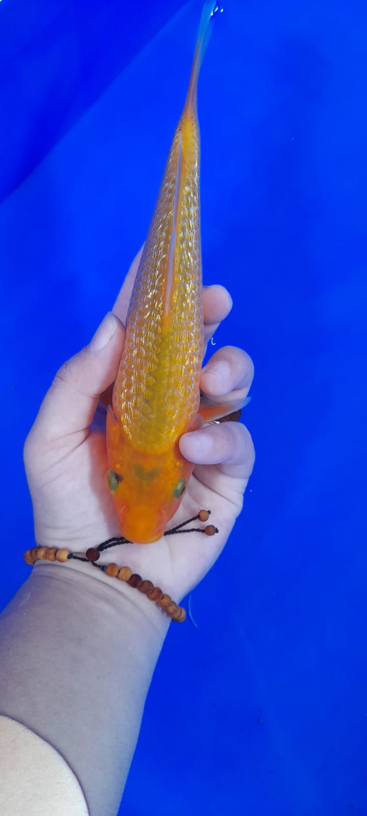 GOLDEN CORN 20cm