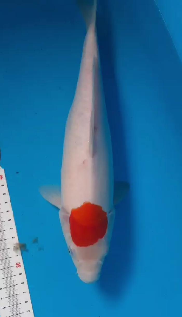 TC KOHAKU 36cm UNCHECK LOKAL